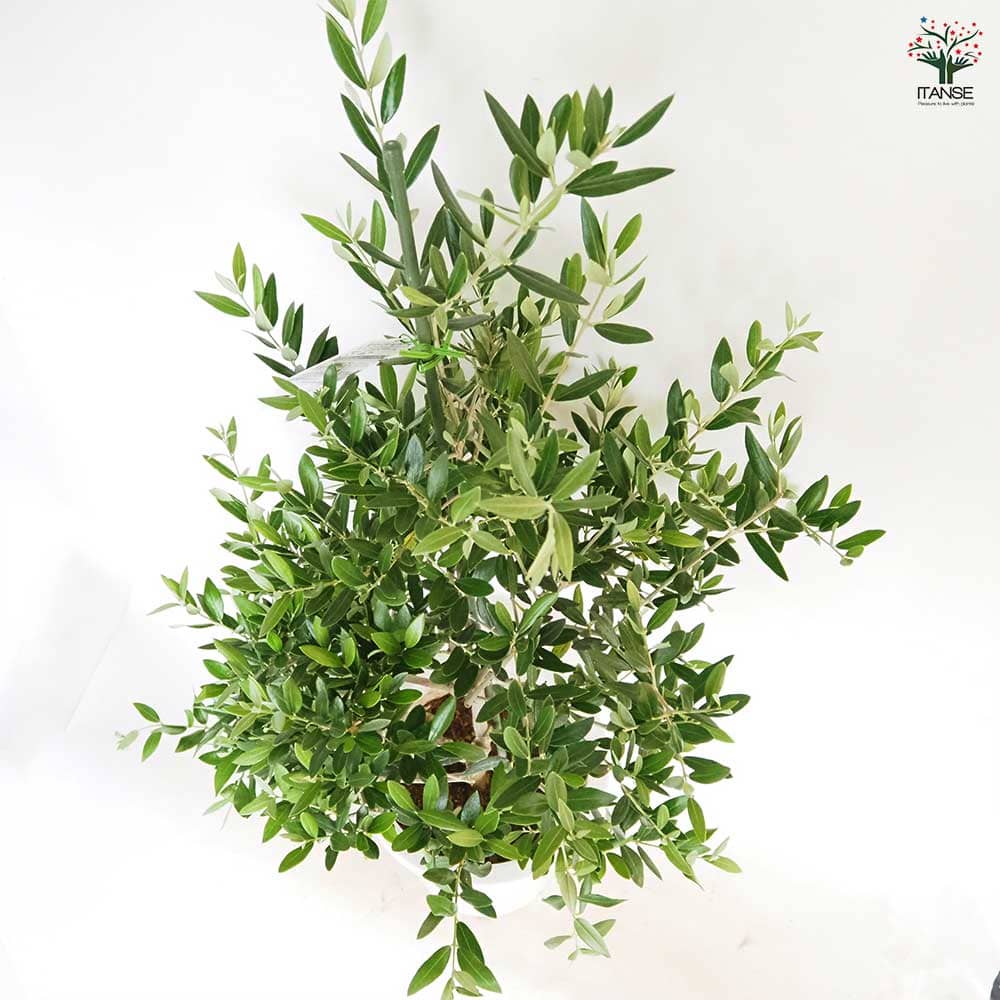 オリーブ ピクアル 【果樹の苗木 8号／1個売り】｜ 【植物の