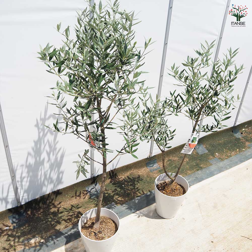 オリーブ ホジブランコ 白テーパ鉢 【果樹の苗木 7号／1個売り