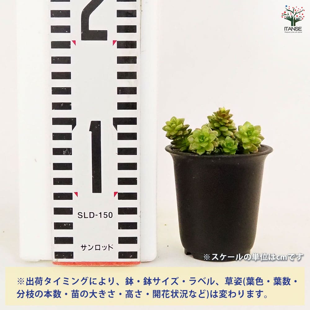 セダム リトルジェム 【多肉植物 2.5号／1個売り】｜ 【植物の