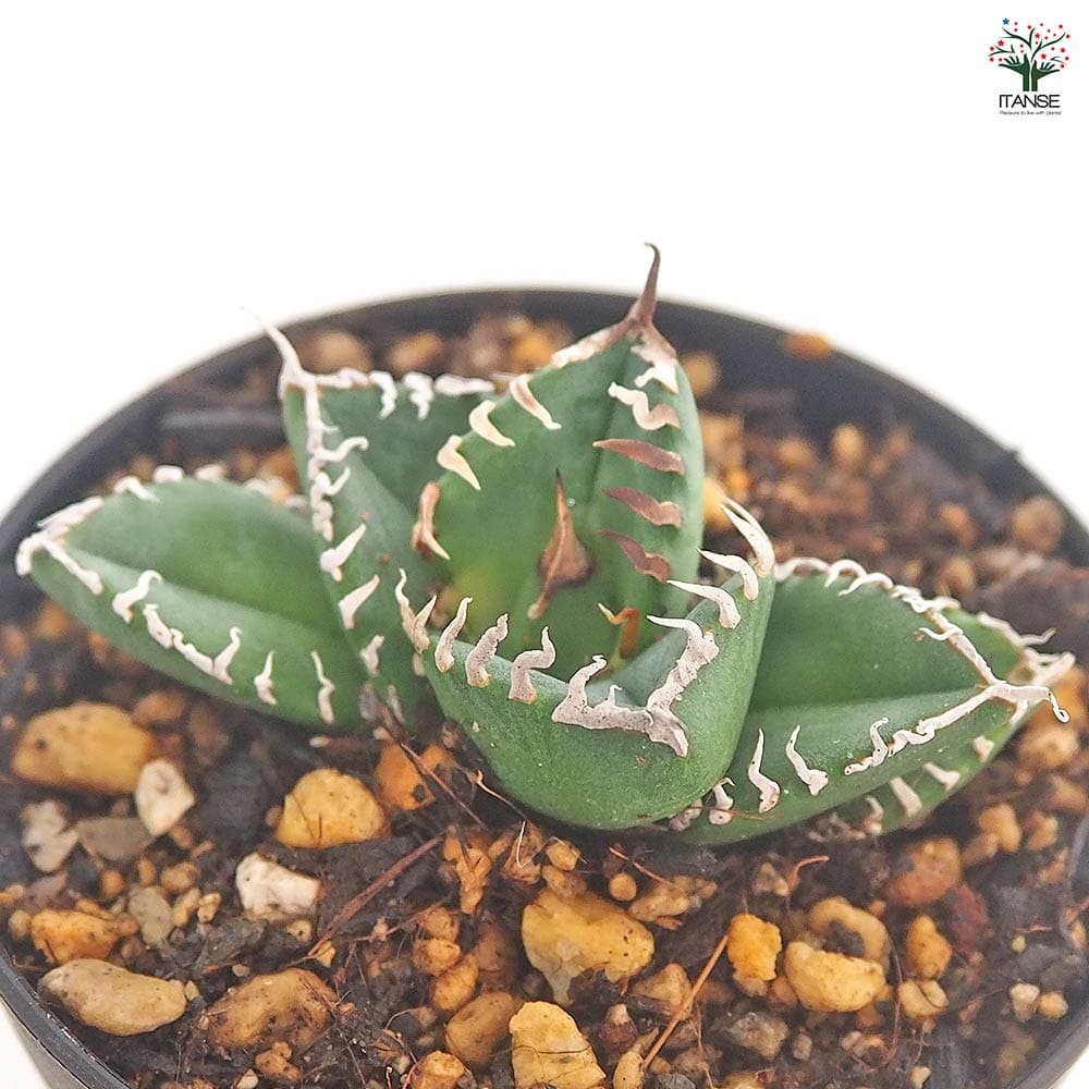 アガベ 南アフリカダイヤモンド 【多肉植物 3号／1個売り】｜ 【植物の