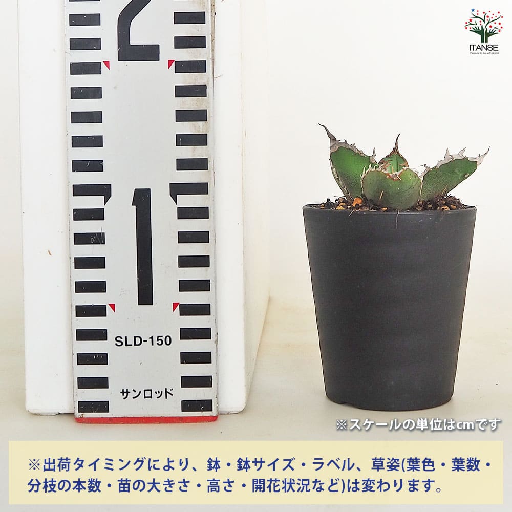 アガベ チタノタ ゴジラ 【多肉植物 3号／1個売り】｜ 【植物の