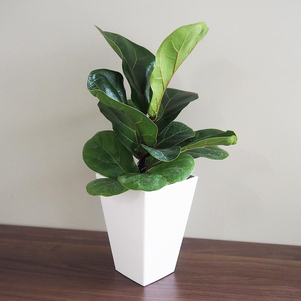 フィカス リラータ(カシワバゴム) 【観葉植物 4号】｜ 【植物の