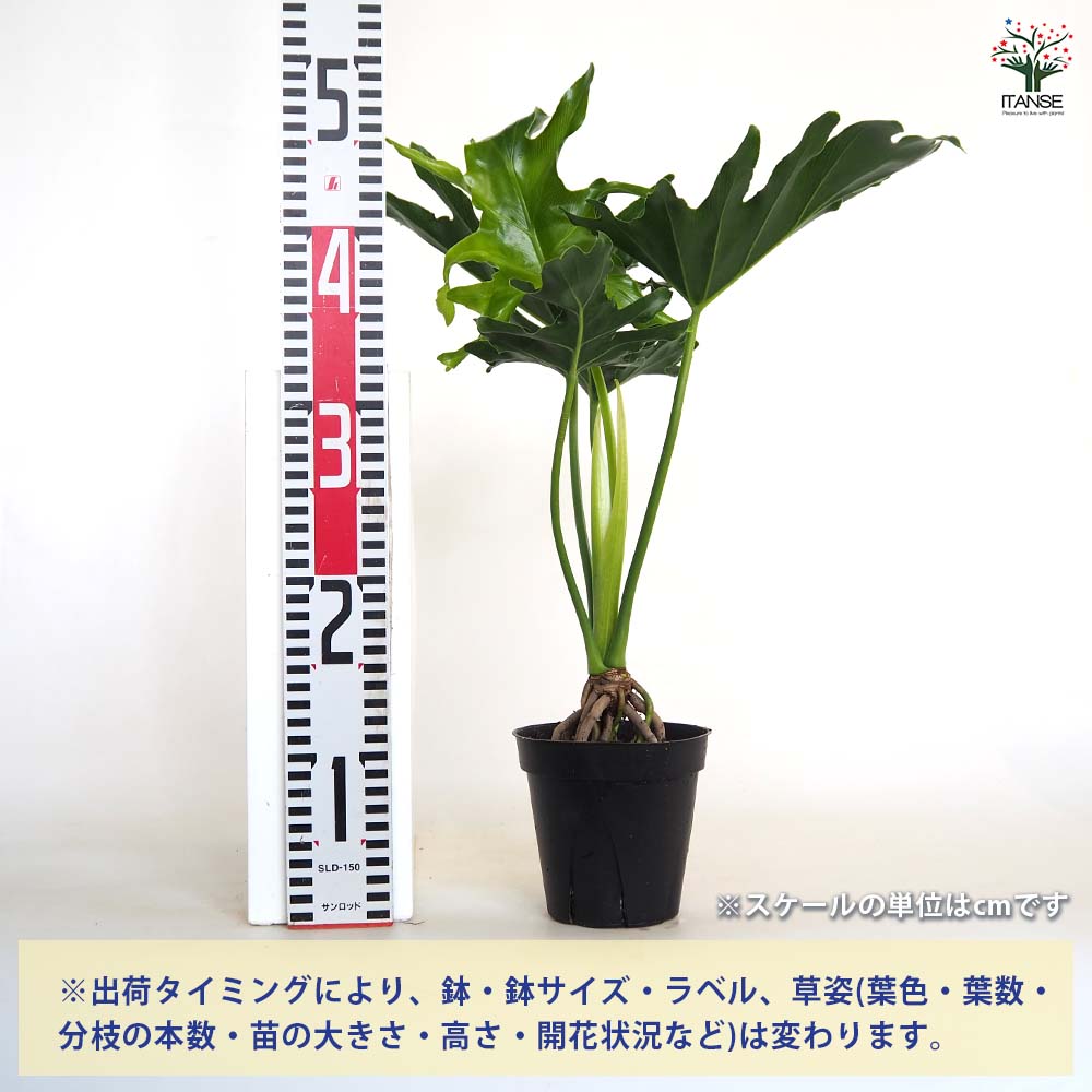 フィロデンドロン セローム 根上がり 【観葉植物 4号／1個売り