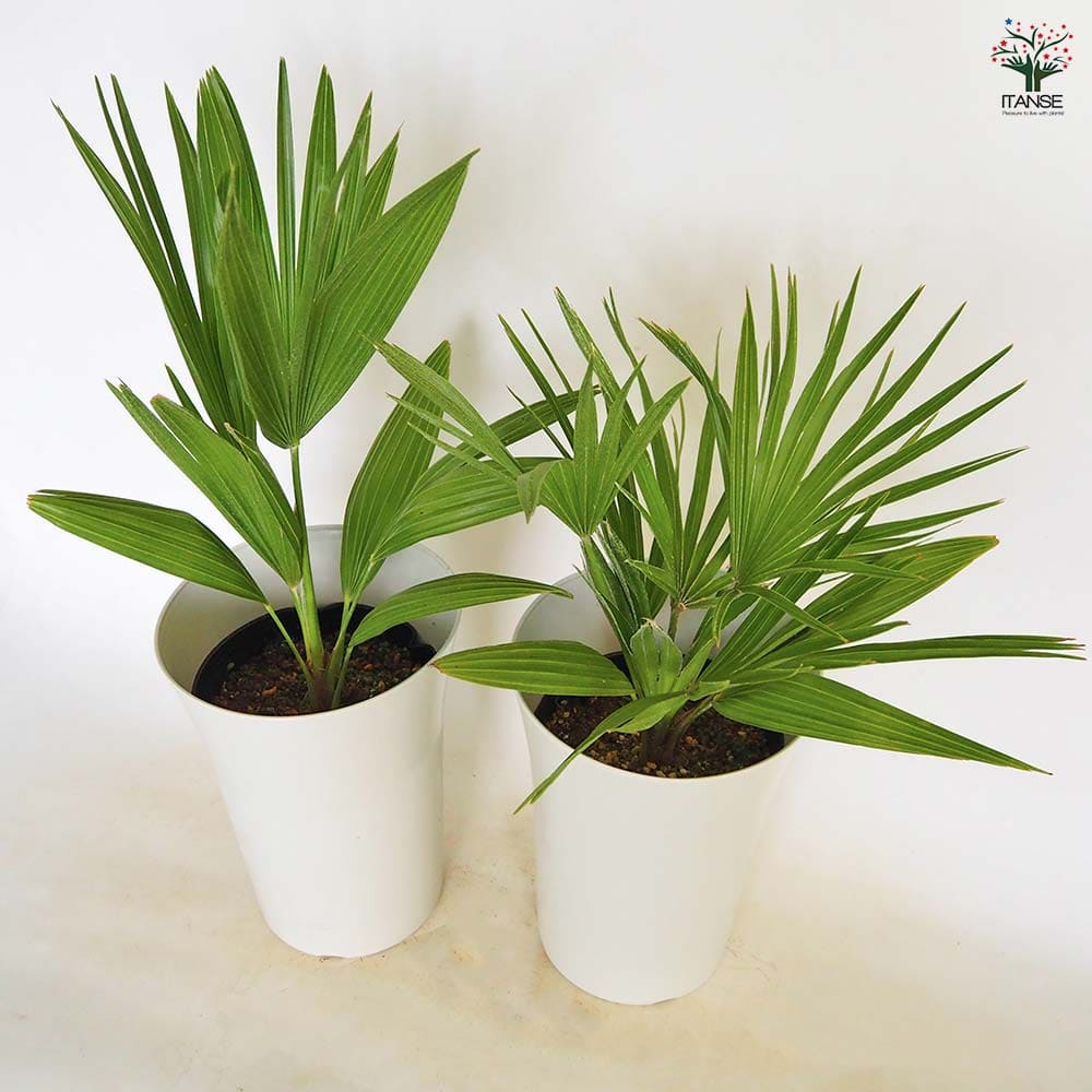 チャボトウジュロ(チャメロプス) ボルケーノ 【観葉植物 7号／1個売り