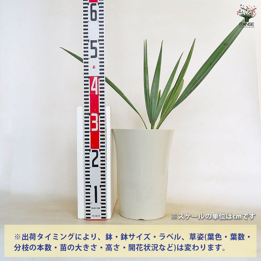 ブラヘア アルマータ 【観葉植物 7号／1個売り】｜ 【植物の