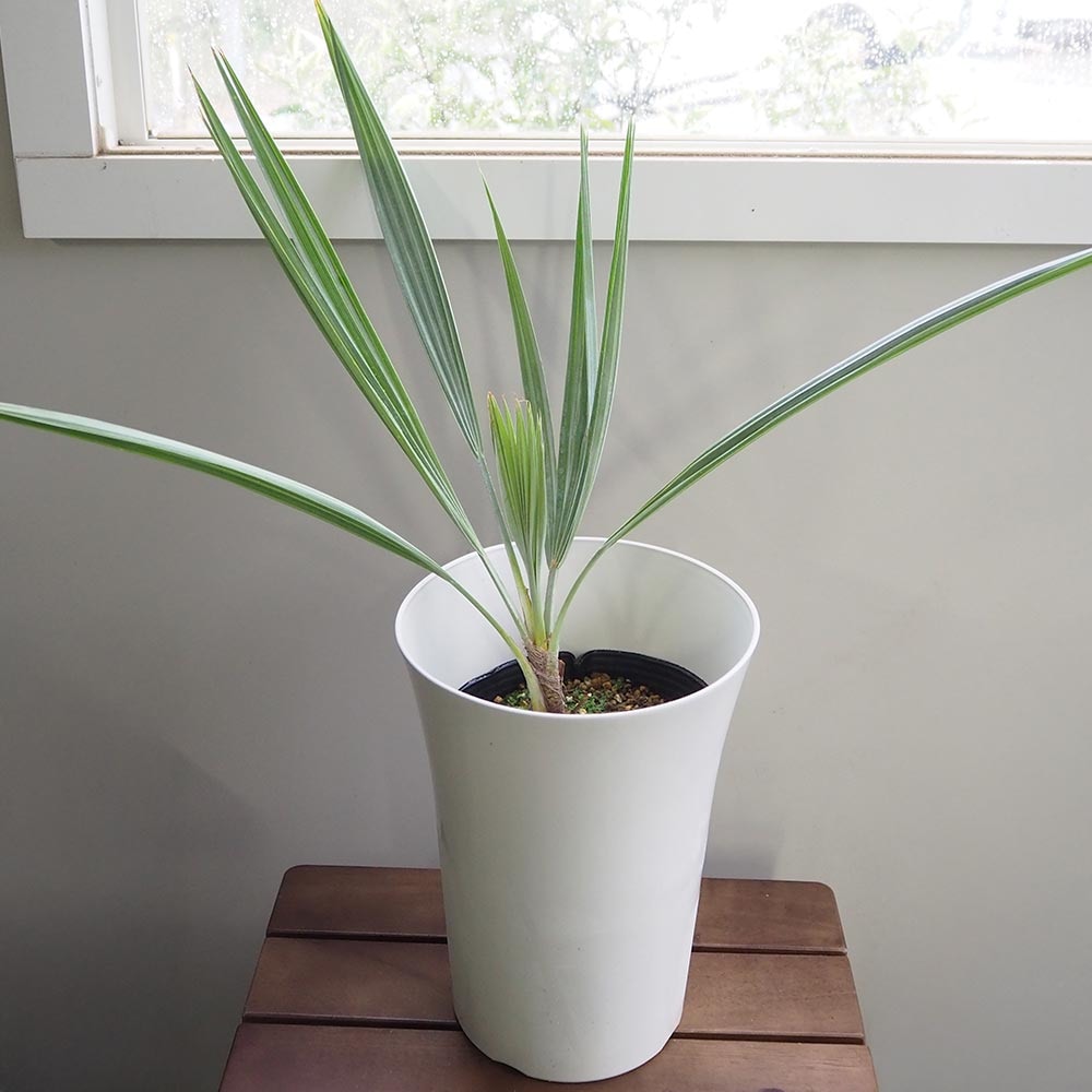 ブラヘア アルマータ 【観葉植物 7号／1個売り】｜ 【植物の