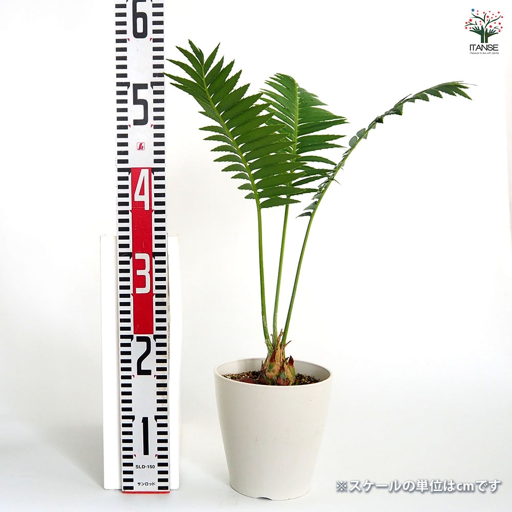 ディオーン スピヌロスム 【観葉植物 5号／1個売り】｜ 【植物の