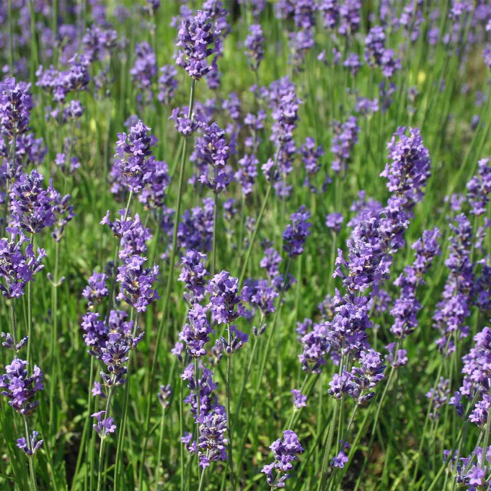 ラベンダー アヴィニョン アーリーブルー 【ハーブの苗 4号】｜ 【植物