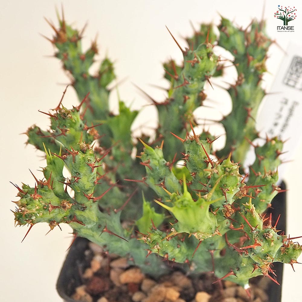 ユーフォルビア アクチノクラダ 【多肉植物 2.5号／1個売り】｜ 【植物