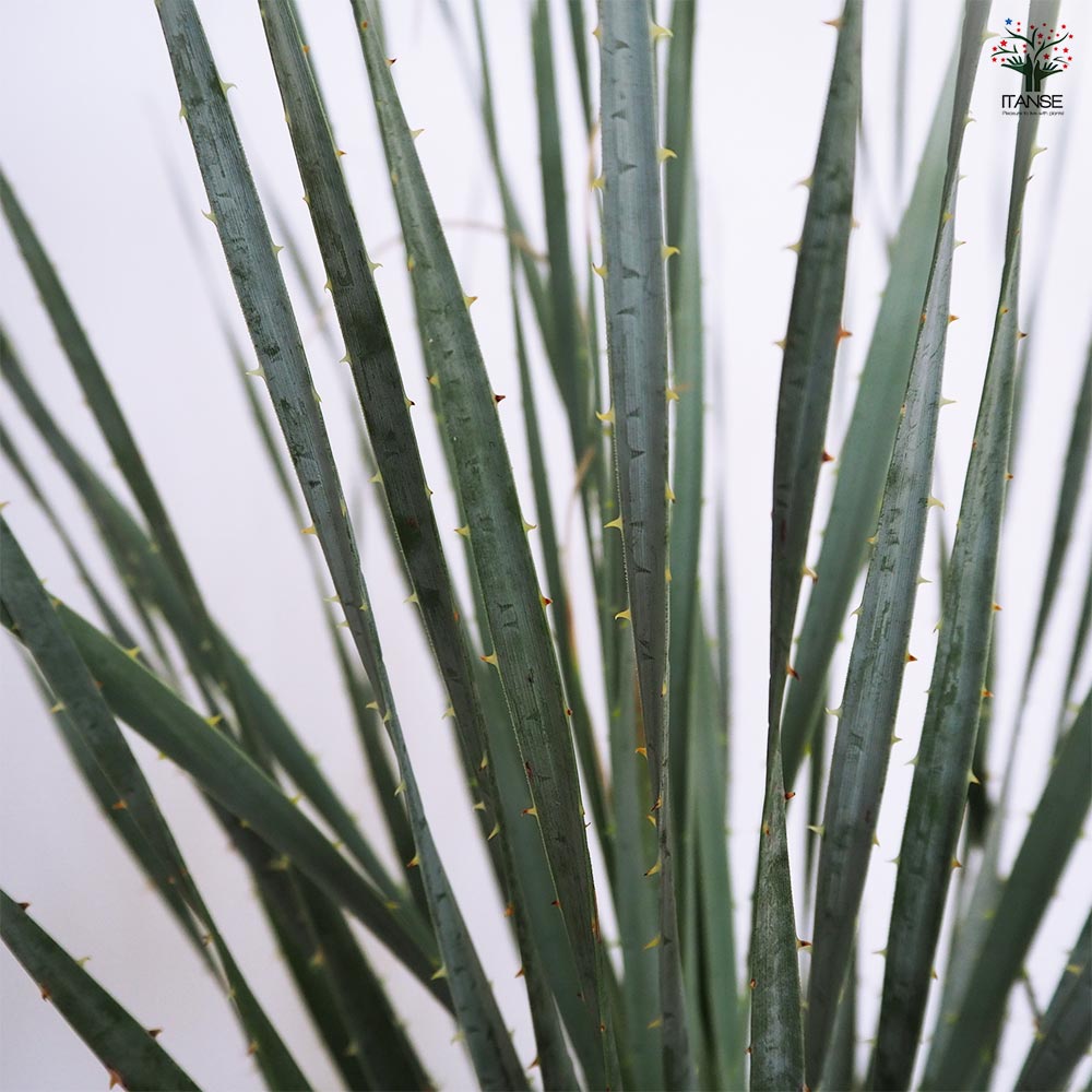 ダシリリオン ウィーレリ 【多肉植物 7号／1個売り】｜ 【植物の