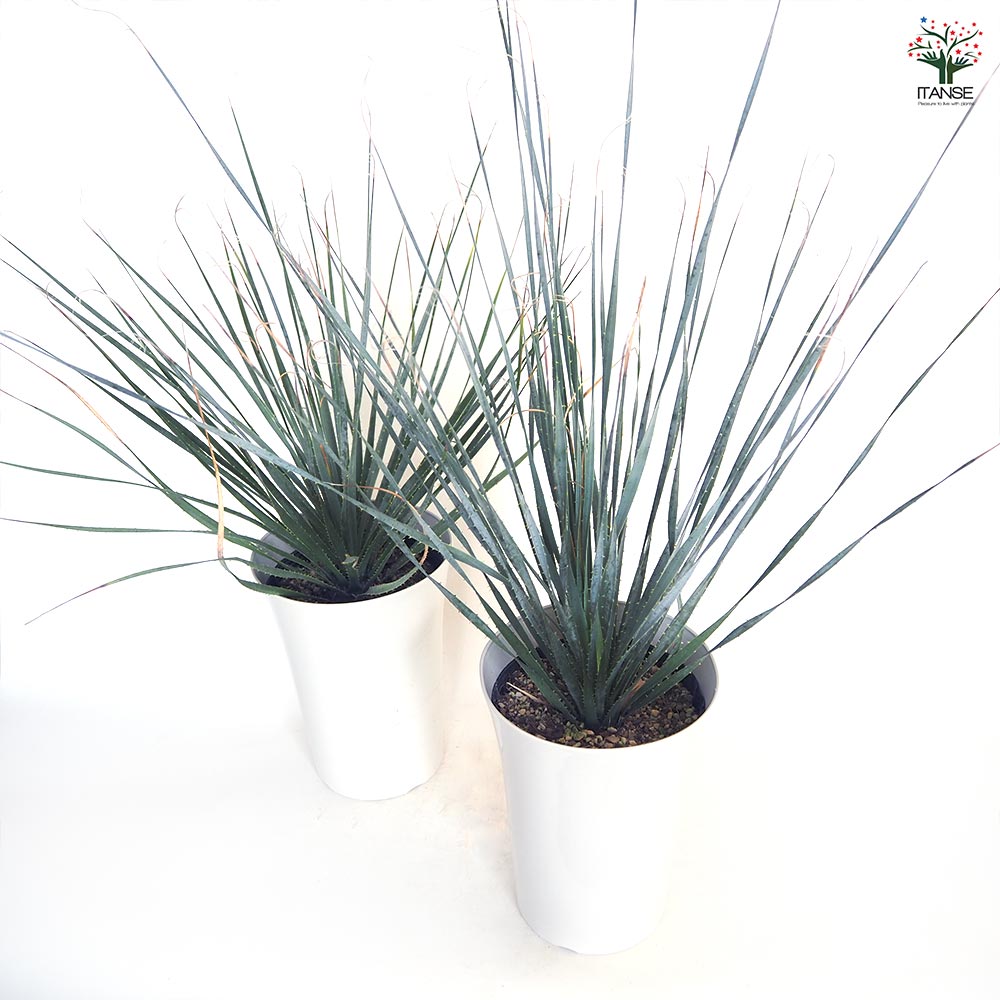 ダシリリオン ウィーレリ 【多肉植物 7号／1個売り】｜ 【植物の