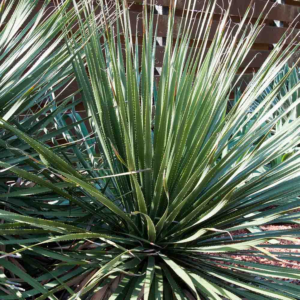 ダシリリオン ウィーレリ 【多肉植物 7号／1個売り】｜ 【植物の