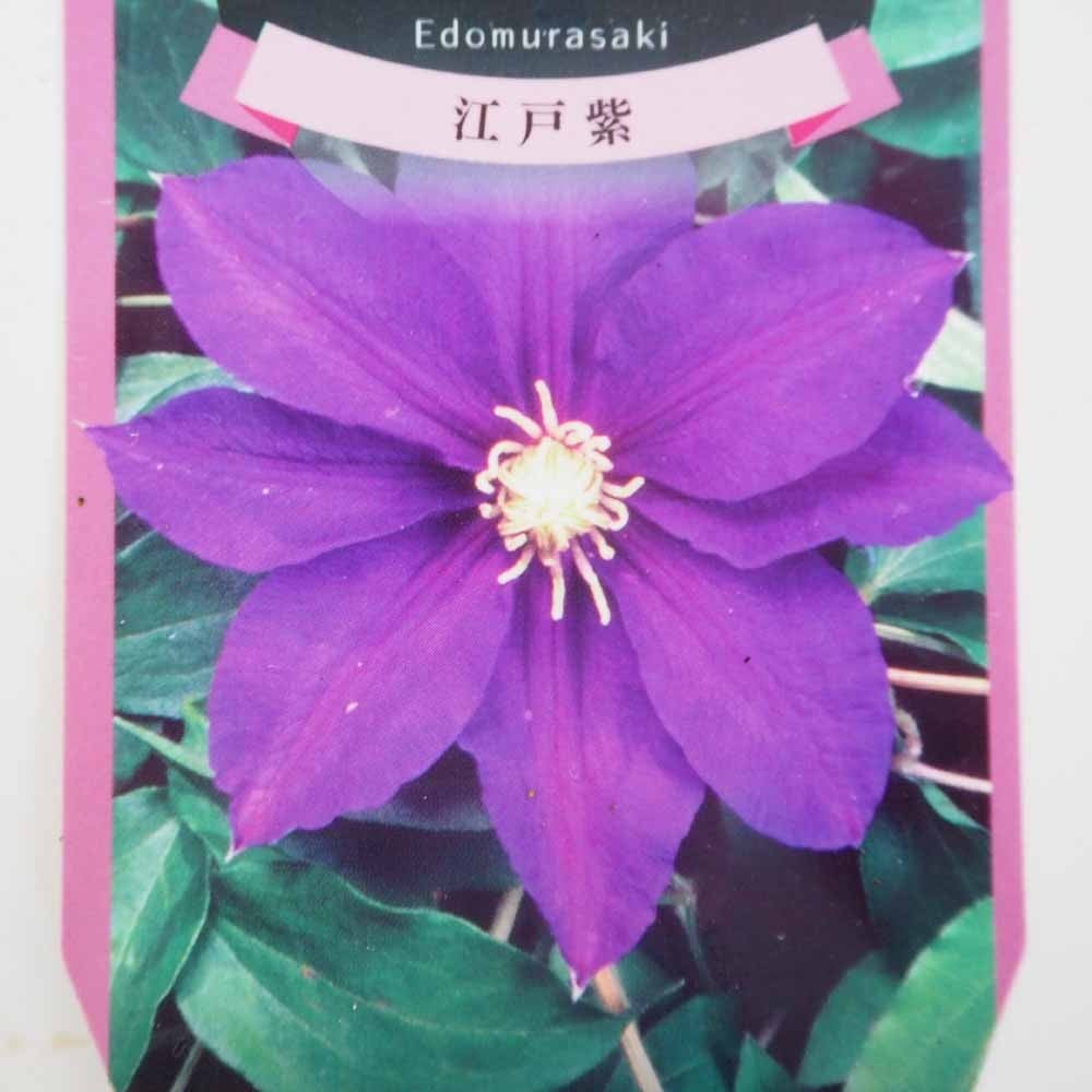 クレマチス 江戸紫 【花苗 3.5号】｜ 【植物のITANSE】全品送料