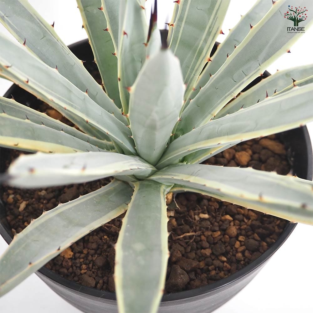 アガベ マクロアカンサ錦 【多肉植物 6号／1個売り】｜ 【植物の