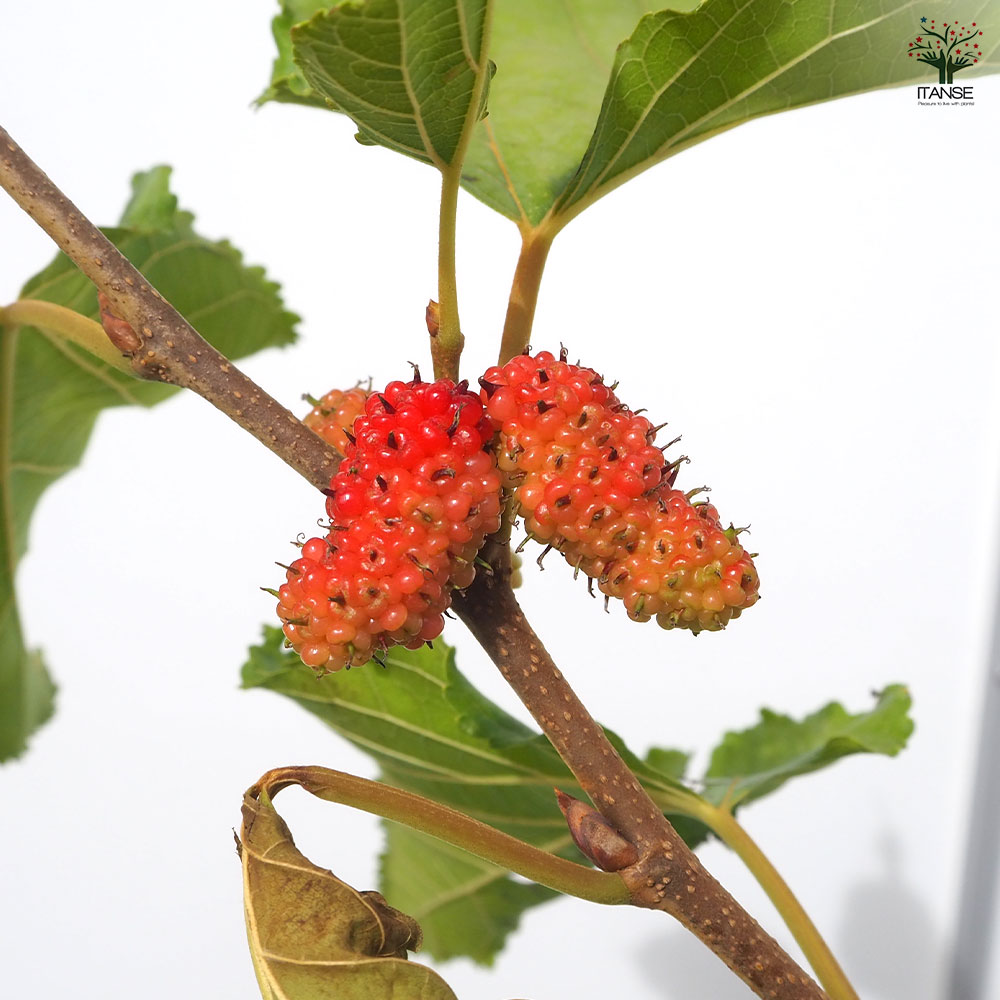 マルベリー(桑の木) シャルロットリュス 【果樹の苗木 8号／1個売り