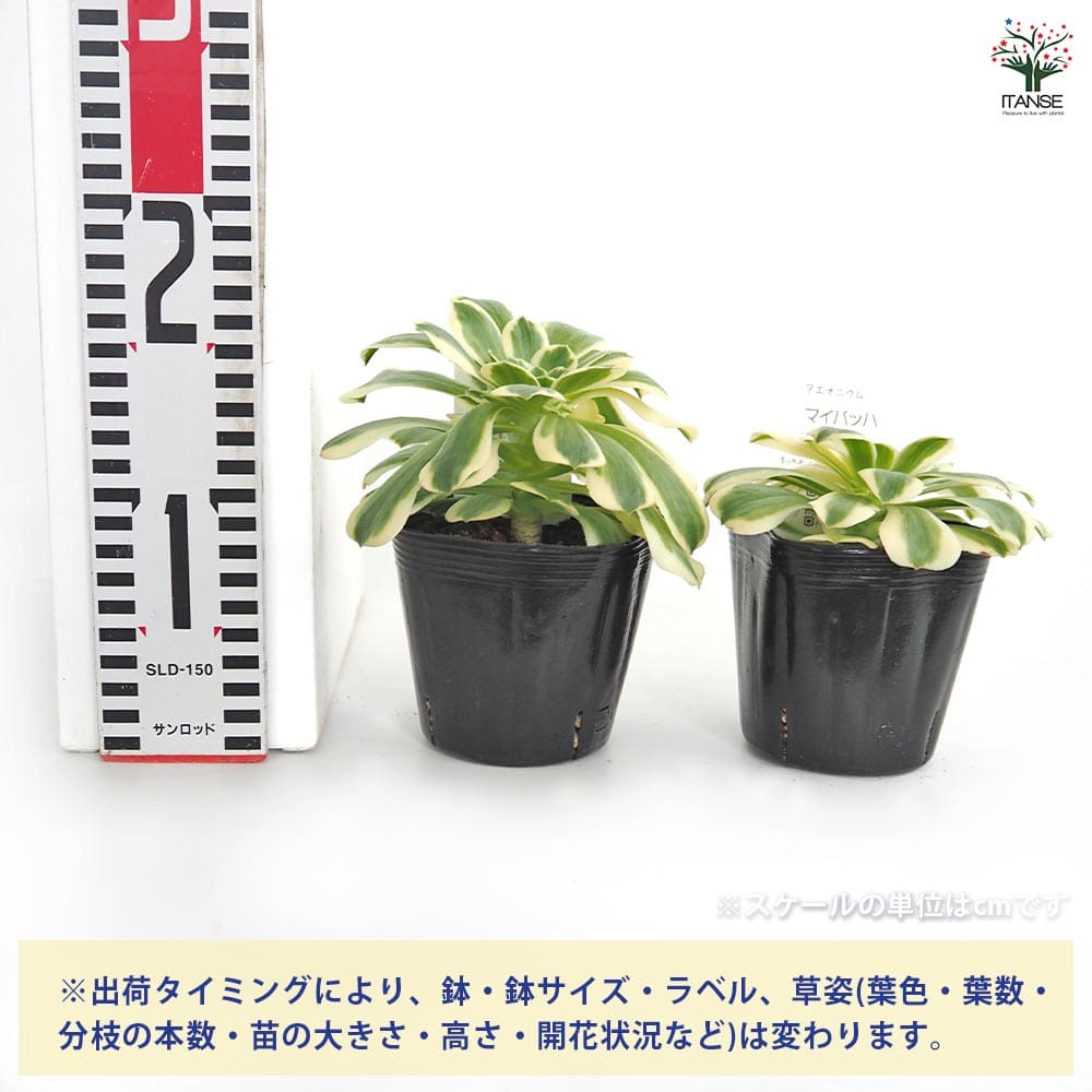 アエオニウム マイバッハ 【多肉植物 3～3.5号】｜ 【植物の