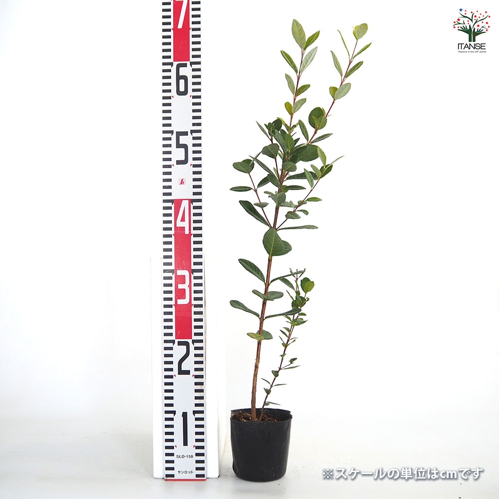 フェイジョア 【果樹の苗 3.5号】｜ 【植物のITANSE】全品送料