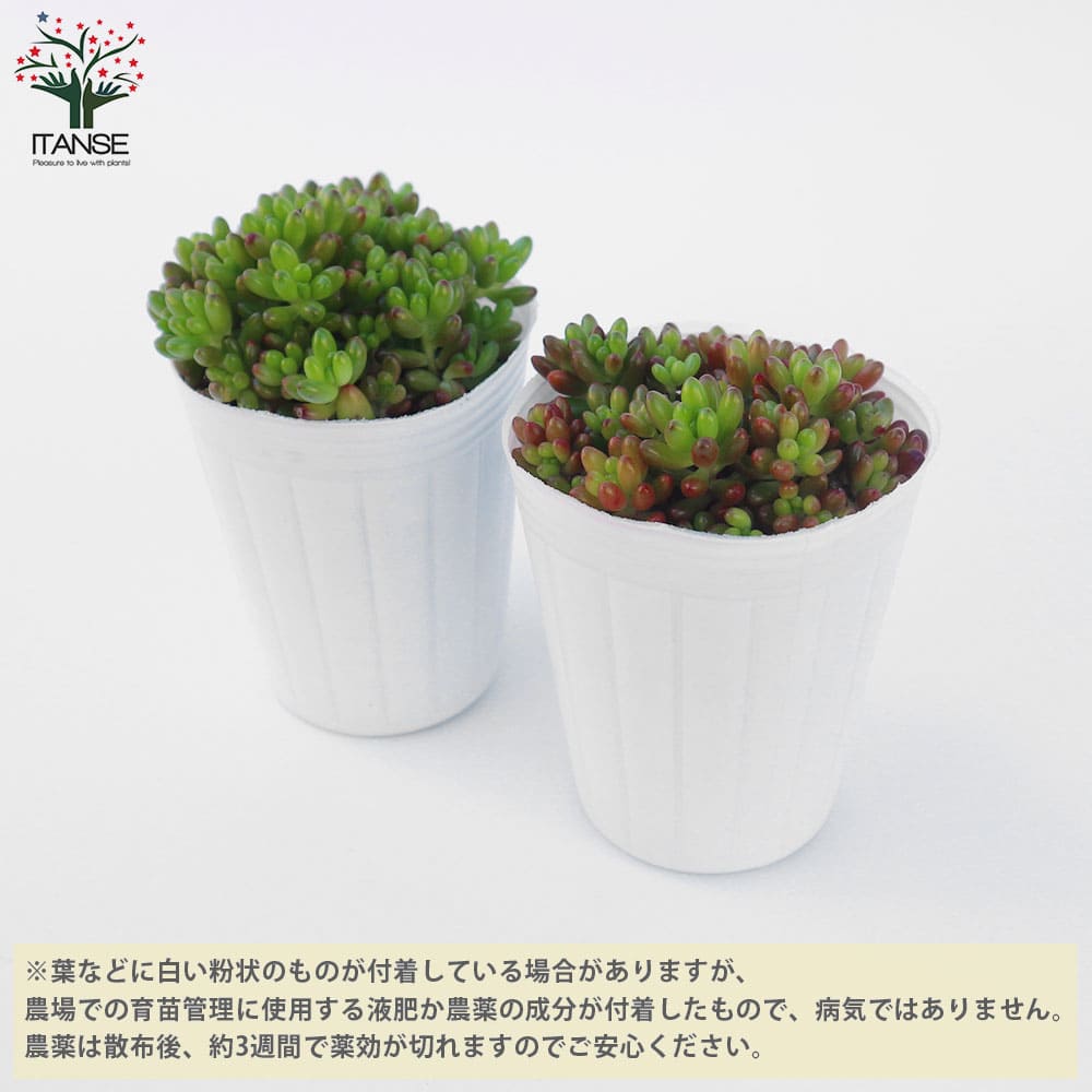 多肉植物 虹の玉 【多肉植物 ポット】｜ 【植物のITANSE】全品