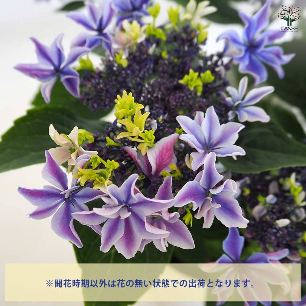 アジサイ 月虹(げっこう) ブルー 【花木苗 6号／1個売り】｜ 【植物の