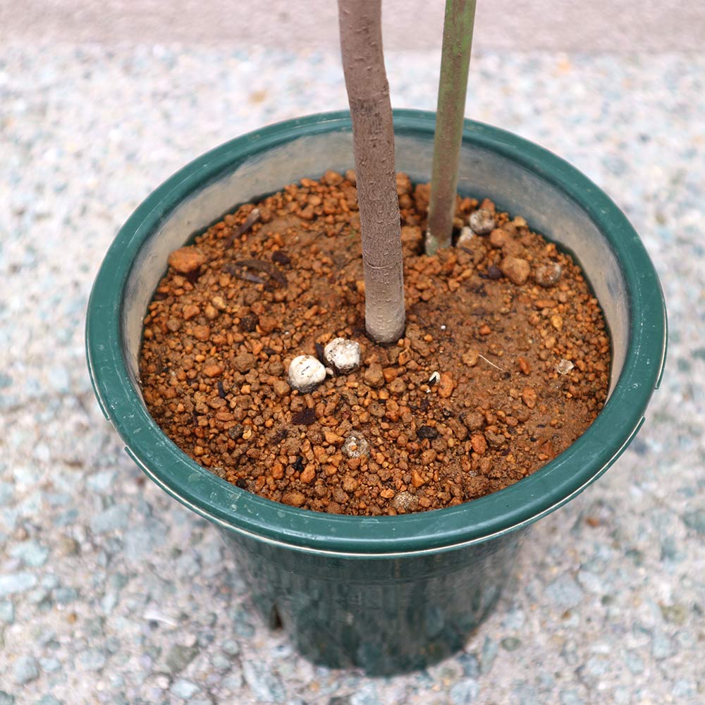 ピーターソンポポー 品種：アレゲーニー【果樹苗 2年生 接木苗 5号鉢