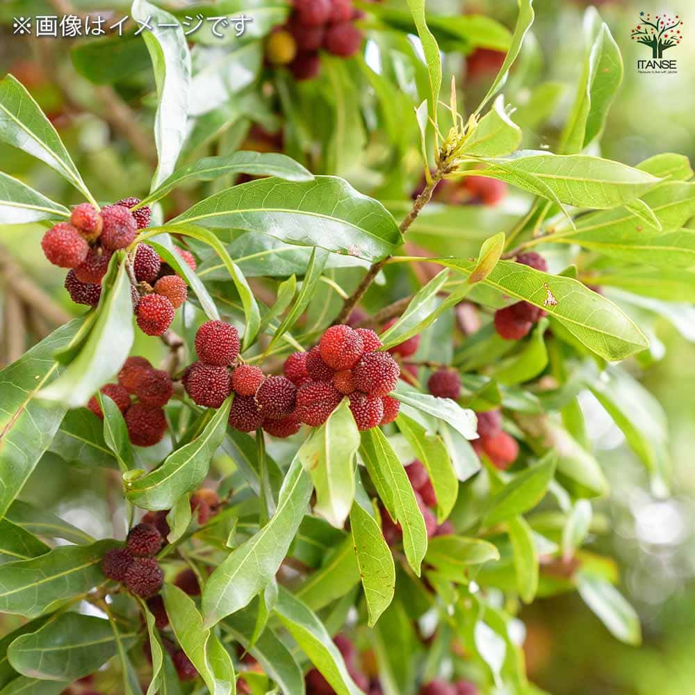 山もも 【果樹の苗木 4～5号ポット／1個売り】｜ 【植物のITANSE