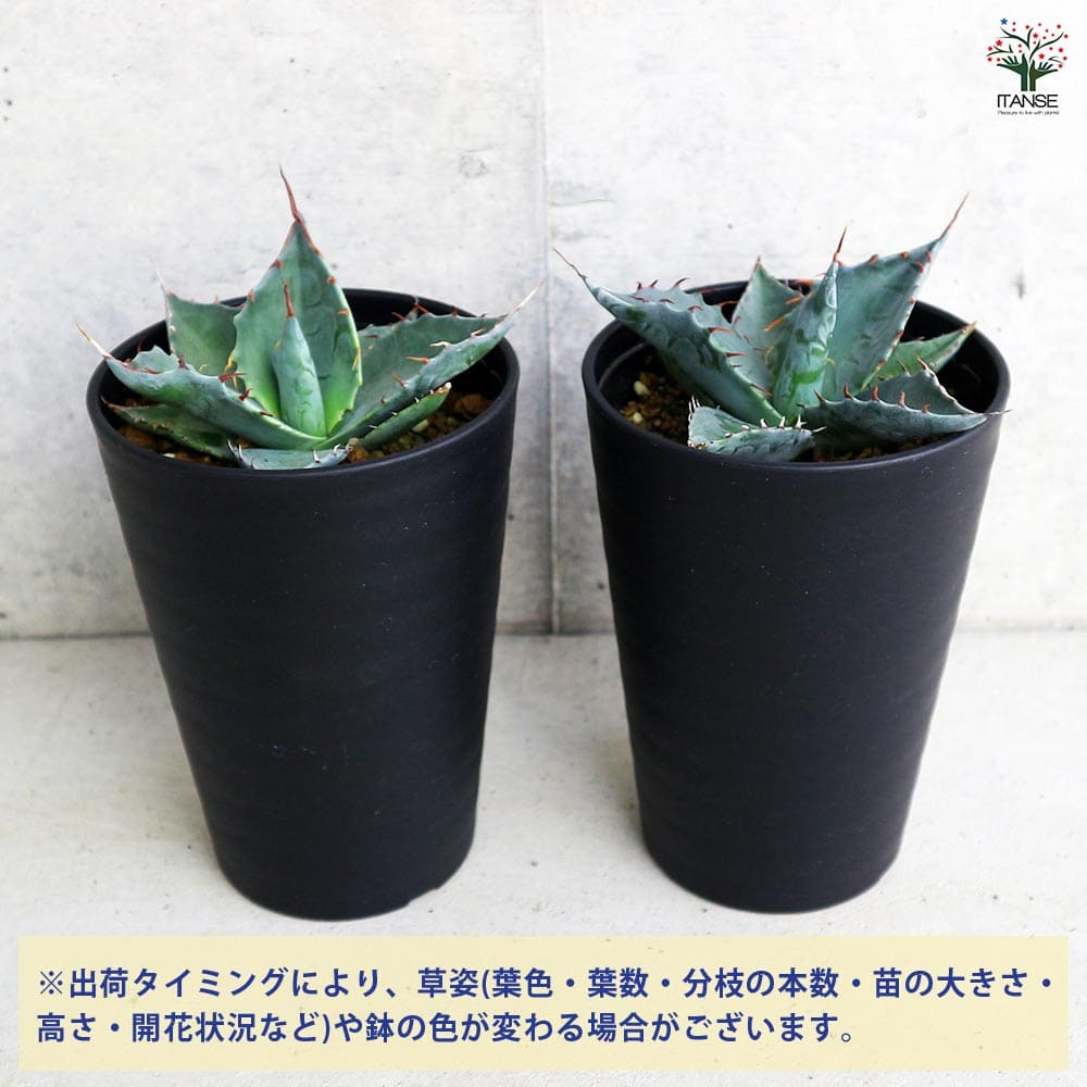 アガベ パラサナ 【多肉植物 3.5号／1個売り】｜ 【植物のITANSE