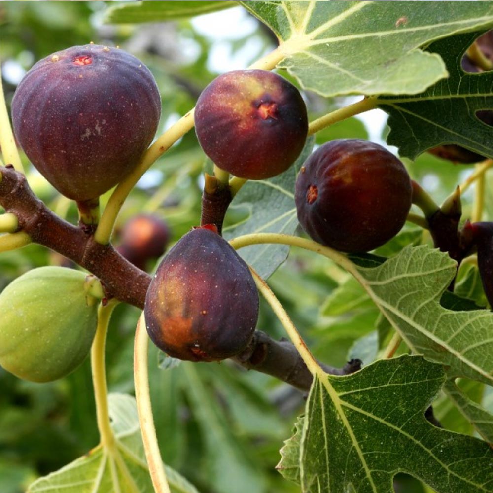 ミニイチジク イスラエル【ミニ果樹苗9cmポット／2個セット】｜ 【植物