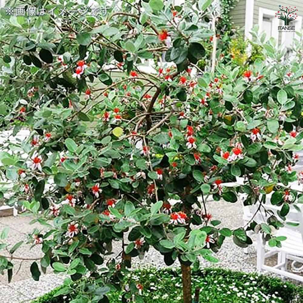 フェイジョア クーリッジ 【果樹の苗 10.5cm 1年生挿し木苗】｜ 【植物