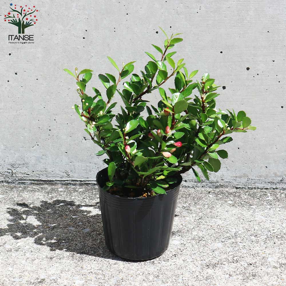 ハリツルマサキ ハートツリー【庭木 2号ポット】｜ 【植物の