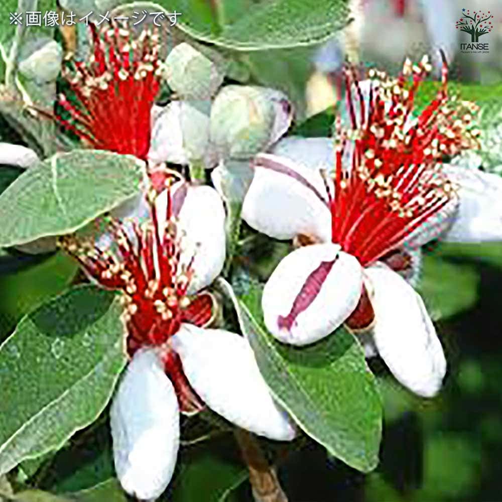 フェイジョア トライアンフ 【果樹の苗 10.5cm 1年生挿し木苗