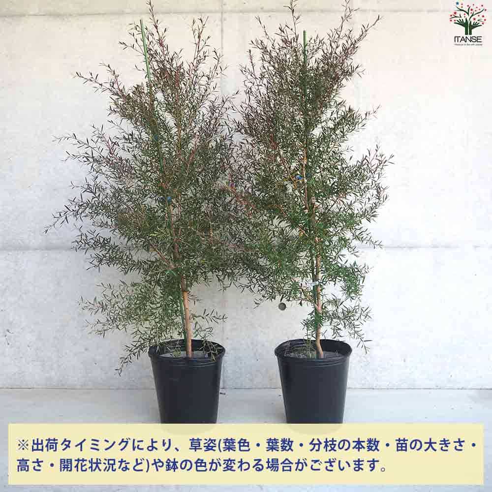 レプトスペルマム カッパーグロウ 【庭木 9号ポット／1個売り