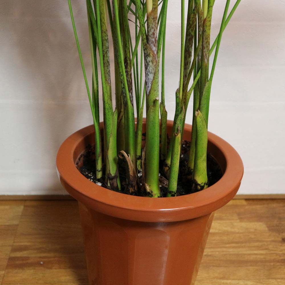 アレカヤシ【大型 観葉植物 8号鉢／1個】｜ 【植物のITANSE