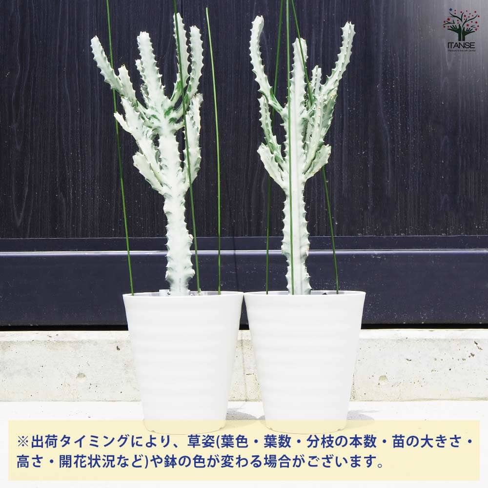 観葉植物 ユーフォルビア ホワイトゴースト 【観葉植物 7号鉢／1個売り