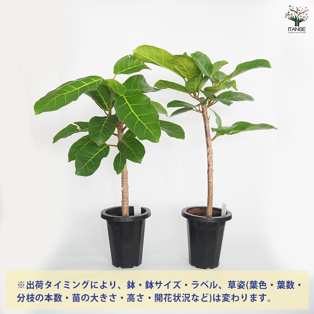 フィカス アフリカンプリンス 【観葉植物 7号／1個売り】｜ 【植物の
