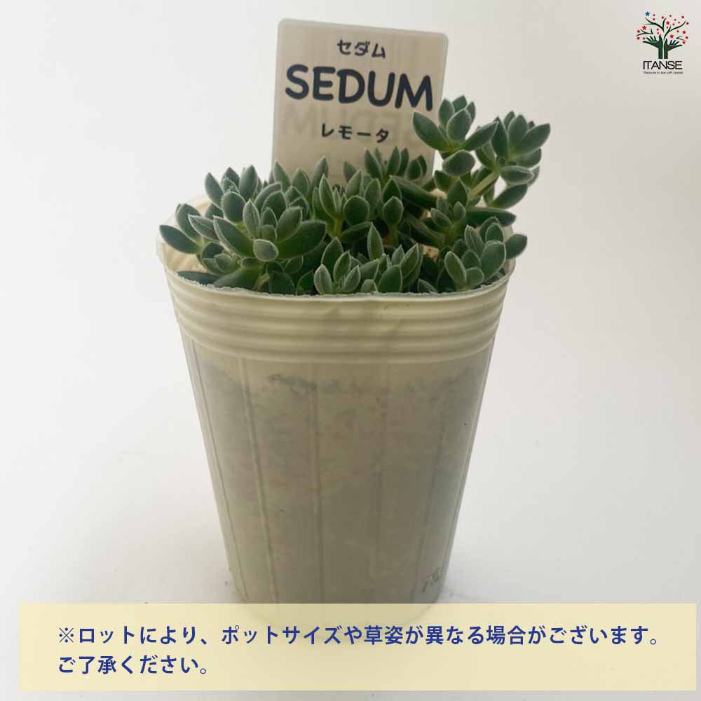 クラッスラ・レモータ 【多肉植物 2.5～3号ポット苗 グランドカバー苗