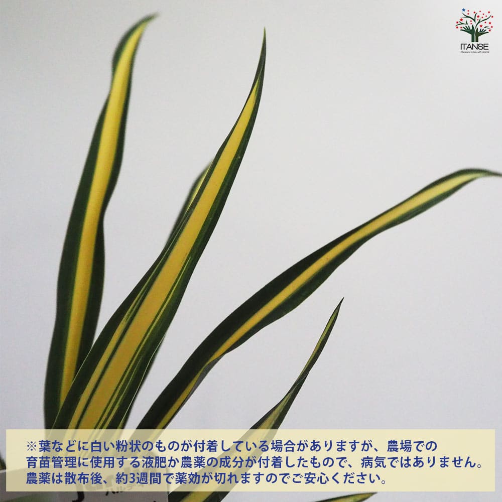 ユッカ カラーガード2個～ 【観葉植物 9cmポット】｜ 【植物の
