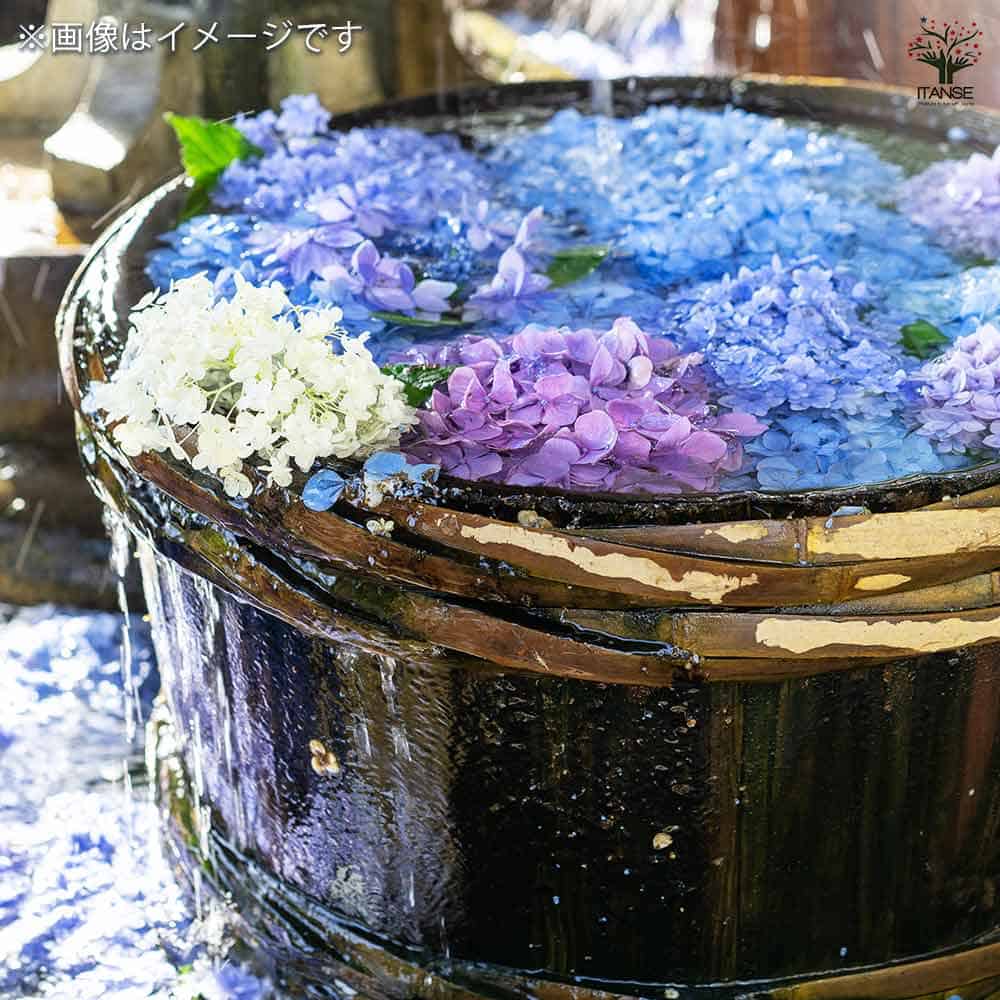 ラグランジア クリスタルヴェール2 【花木苗 5号鉢／1個売り