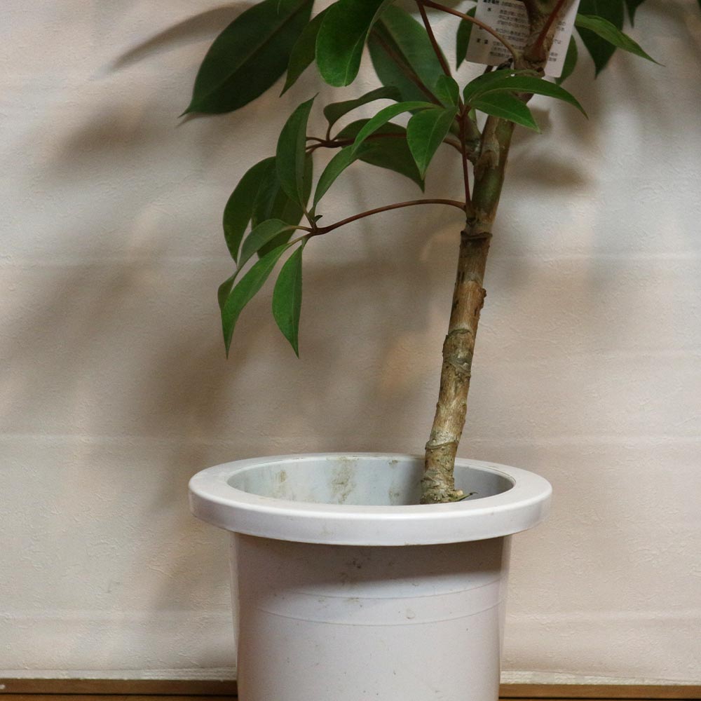 ツピタンサス【大型 観葉植物 7号鉢／1本立ち1個】｜ 【植物の