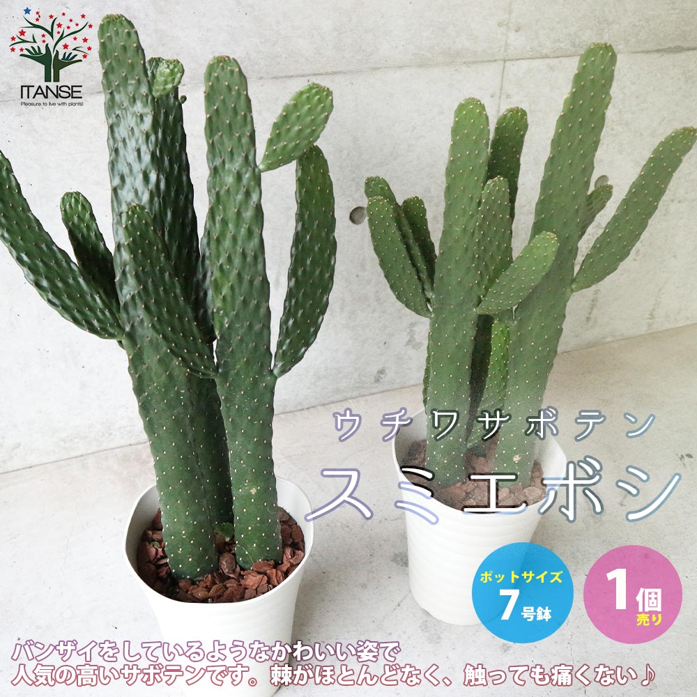 ウチワサボテン スミエボシ【多肉植物 7号鉢 リビングやオフィス向き