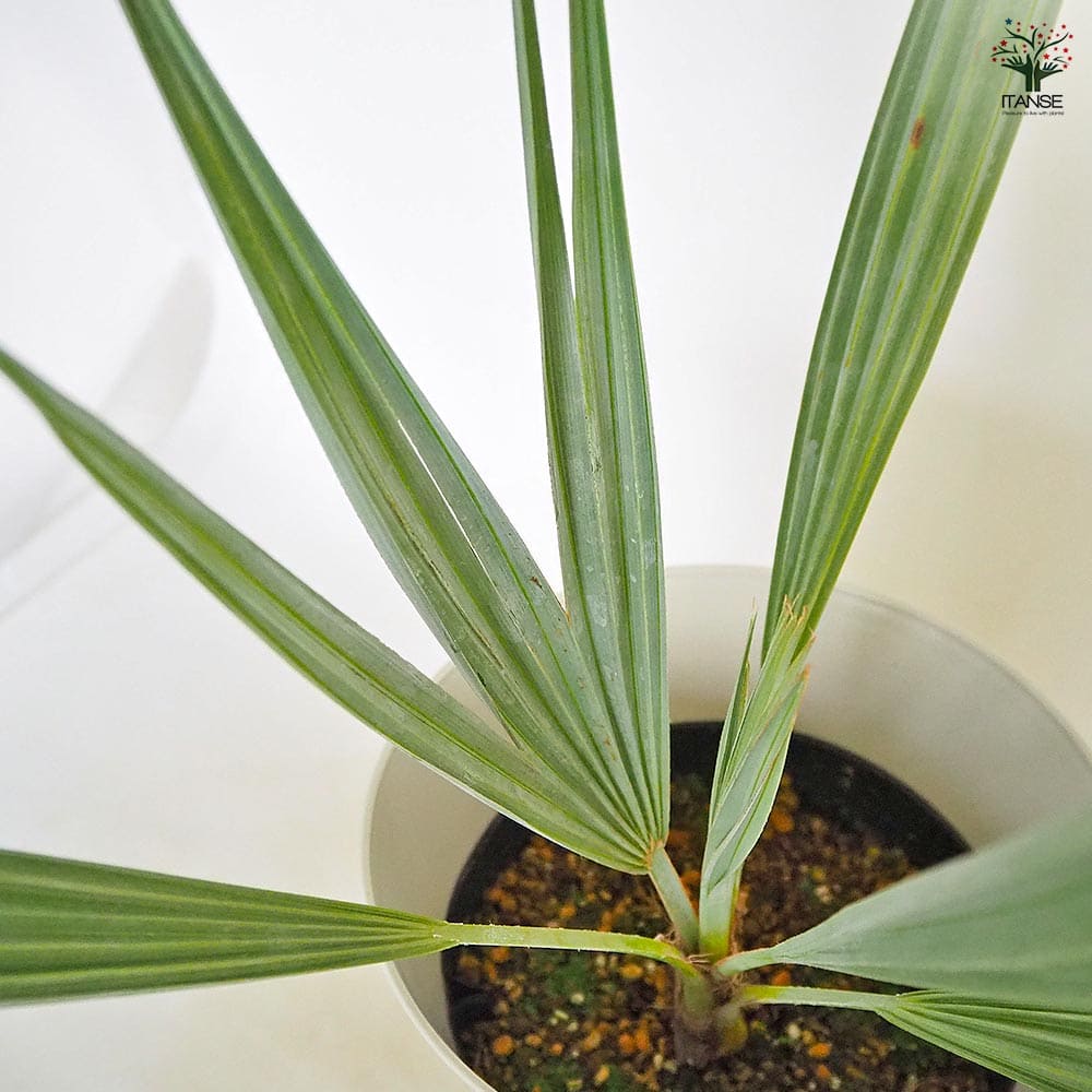 ブラヘア アルマータ 【観葉植物 7号／1個売り】｜ 【植物の