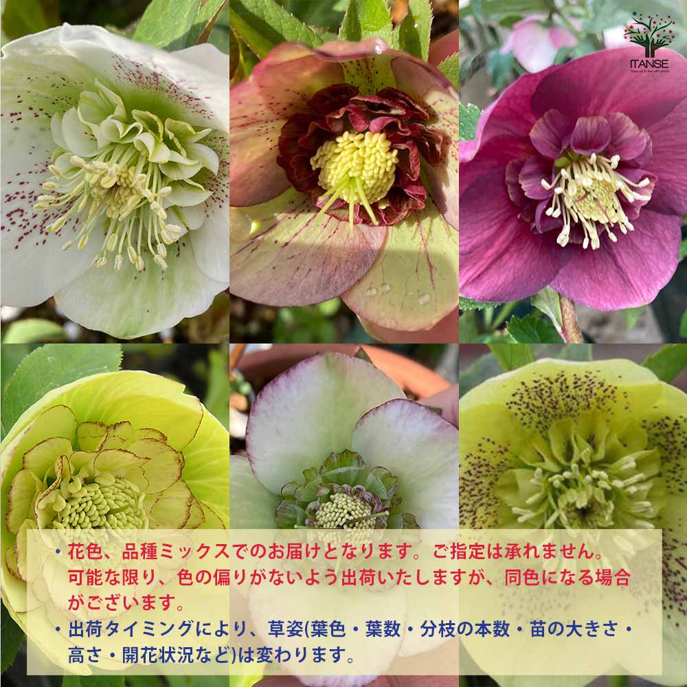 クリスマスローズ セミダブル咲きMIX2個～ 【花苗 3号ポット