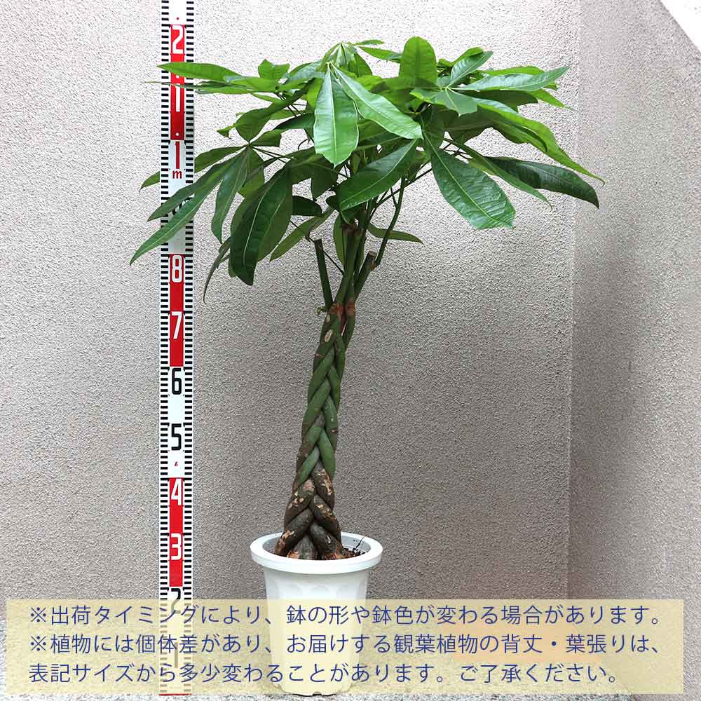パキラ【大型 観葉植物 8号鉢／1個】｜ 【植物のITANSE】全品
