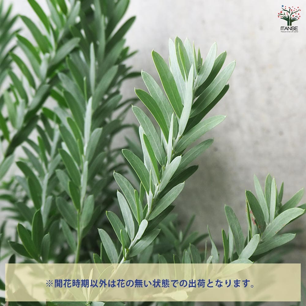 アカシア ブルーブッシュ 【花木苗 8号鉢／1個売り】｜ 【植物の