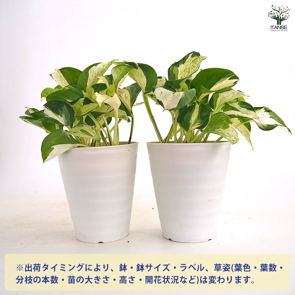 ポトス ステータス 【観葉植物 4号】｜ 【植物のITANSE】全品