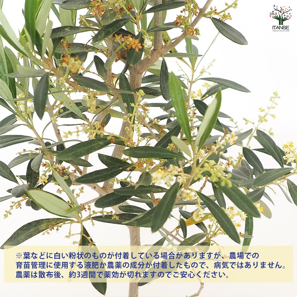 オリーブ シプレッシーノ 【果樹の苗木 5号／1個売り】｜ 【植物の