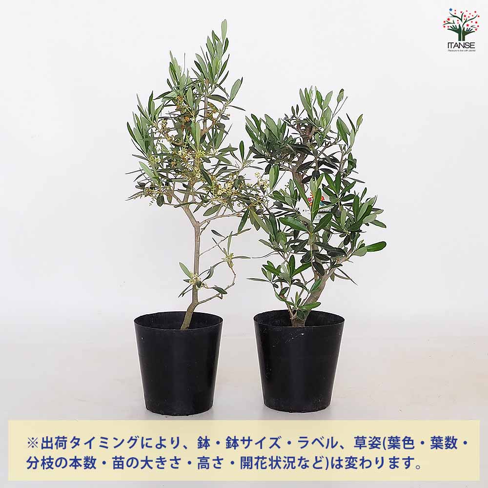 オリーブ シプレッシーノ 【果樹の苗木 5号／1個売り】｜ 【植物の