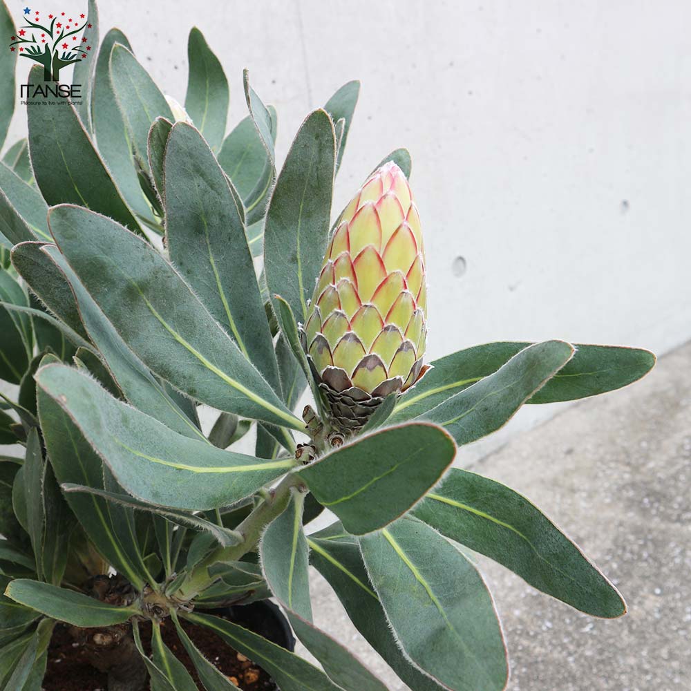 プロテア・スサラ 花木苗【庭木 7号鉢大苗／1個売り】｜ 【植物の