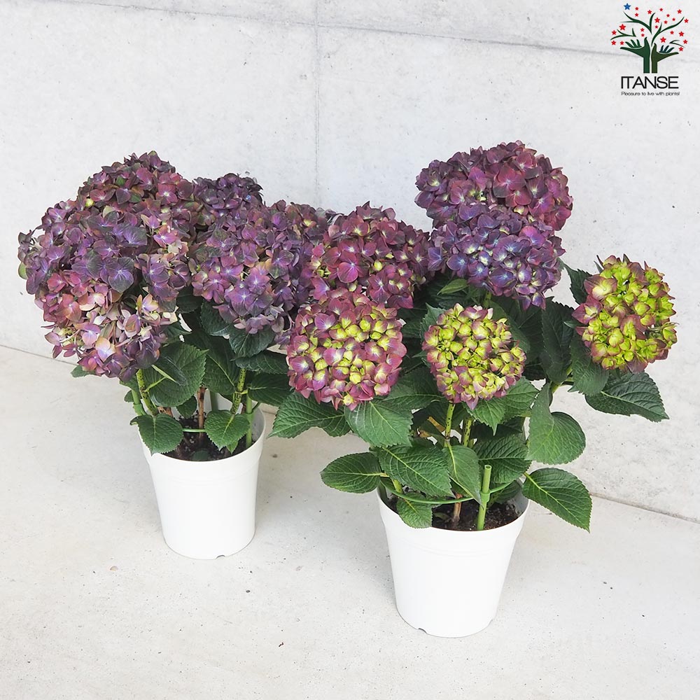 アジサイ マジカルチョコレート・ブルー【花苗 5号鉢】｜ 【植物の