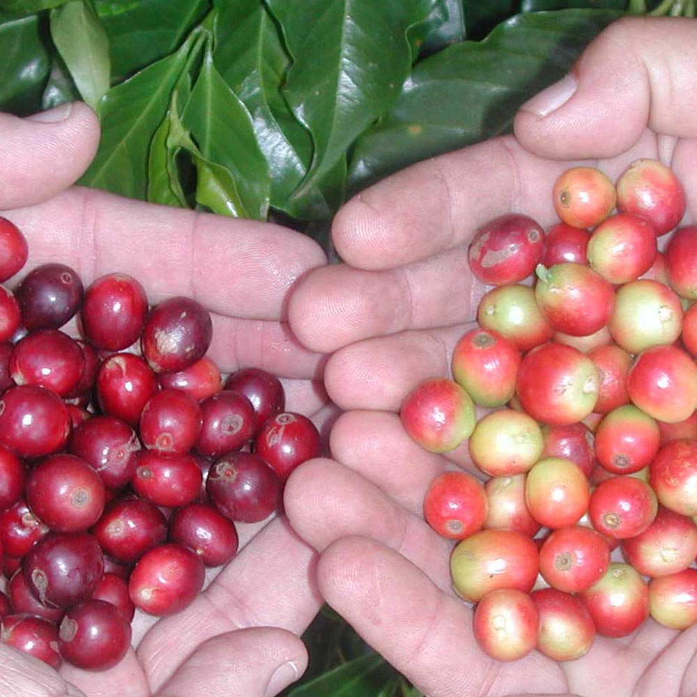 コーヒーの木【果樹苗 9cmポット実生苗／1個】｜ 【植物のITANSE