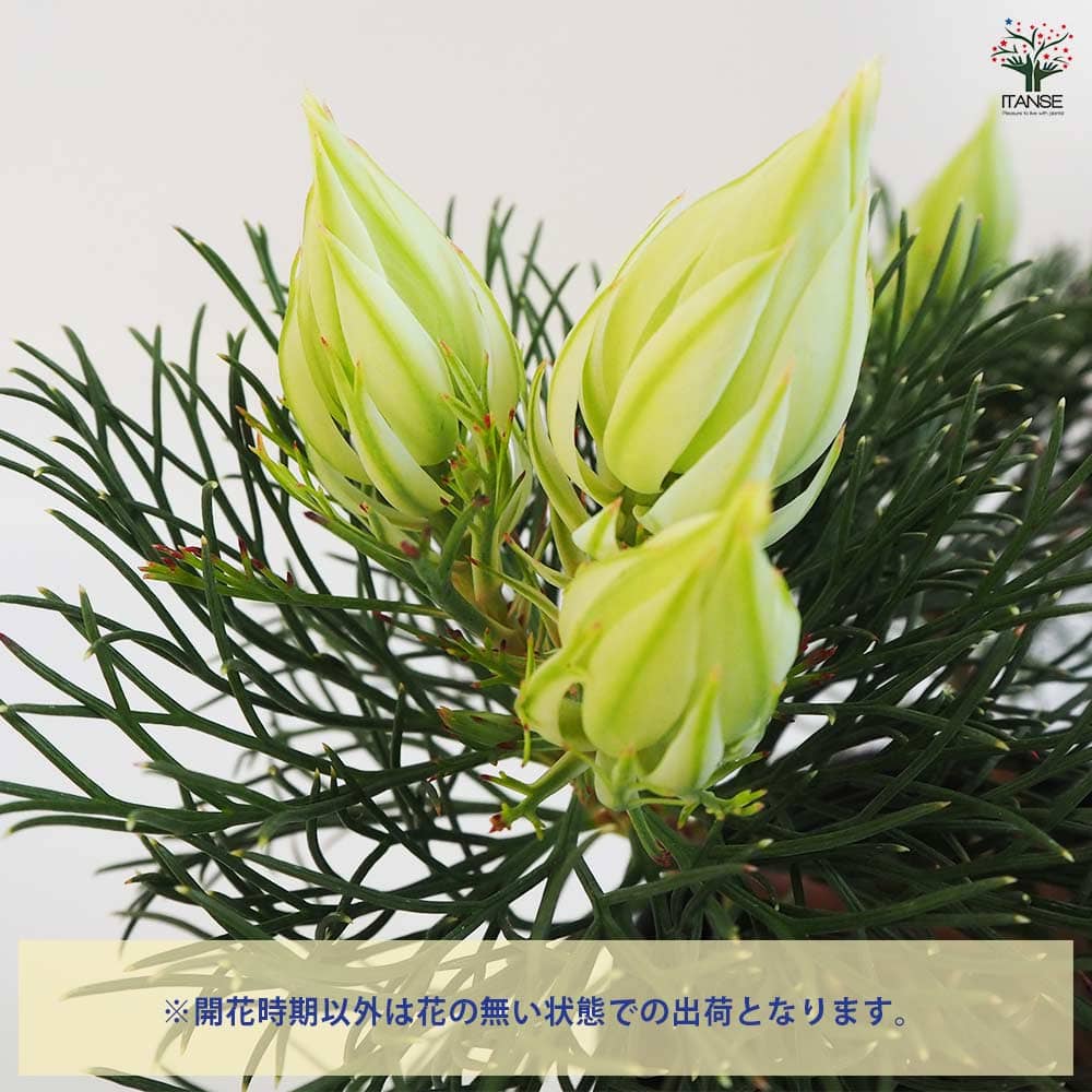 ジョーイセルリア ブラッシングブライト 【花木苗 5号鉢／1個売り